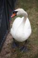 IMG_3860 swan parent